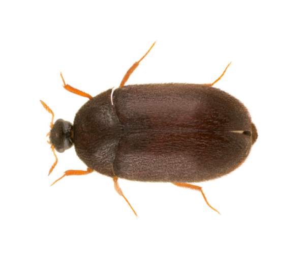 Black Carpet Beetle identification in St. Louis MO |  Blue Chip Pest Services