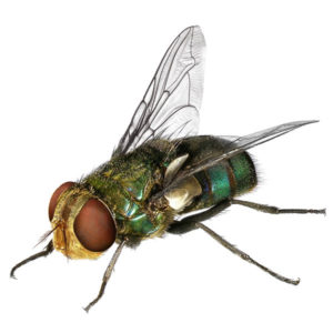 Blow Fly identification in St. Louis MO |  Blue Chip Pest Services