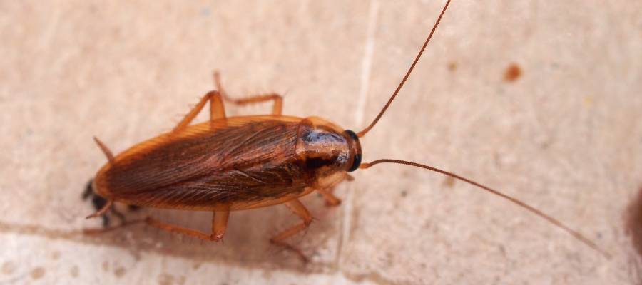 A cockroach in St. Louis MO - Blue Chip Pest Services