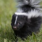 A skunk in St. Louis MO - Blue Chip Pest Services