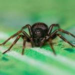 A spider in St. Louis MO - Blue Chip Pest Services