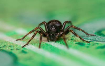 A spider in St. Louis MO - Blue Chip Pest Services