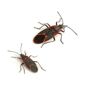 Boxelder Bug identification in St. Louis MO |  Blue Chip Pest Services