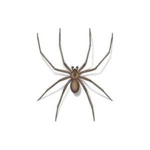 Brown Recluse Spider identification in St. Louis MO |  Blue Chip Pest Services
