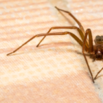 Brown recluse spider in St Louis MO home - Blue Chip Pest Services