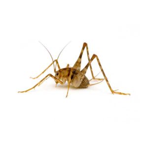 Camel Cricket identification in St. Louis MO |  Blue Chip Pest Services