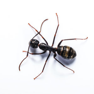 Carpenter Ant identification in St. Louis MO |  Blue Chip Pest Services
