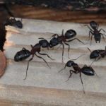 Carpenter ants invading St Louis Missouri home - Blue Chip Pest Services