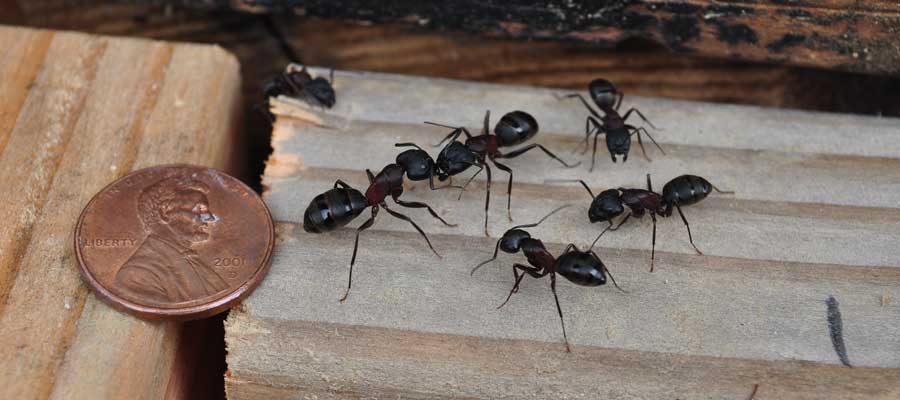 Carpenter ants invading St Louis Missouri home - Blue Chip Pest Services