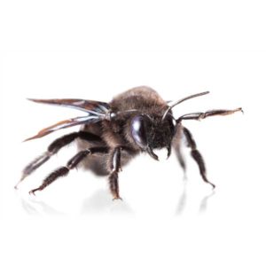 Carpenter Bee identification in St. Louis MO |  Blue Chip Pest Services