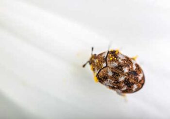 Carpet Beetle in St. Louis |  Bug Out