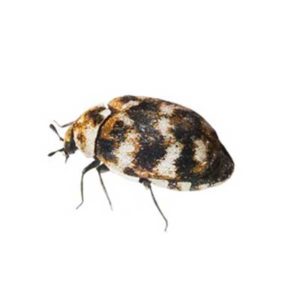 Varied Carpet Beetle identification in St. Louis MO |  Blue Chip Pest Services
