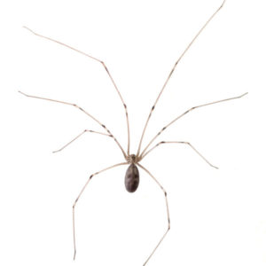 Cellar Spider identification in St. Louis MO |  Blue Chip Pest Services