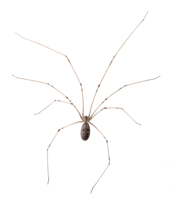 Cellar Spider identification in St. Louis MO |  Blue Chip Pest Services