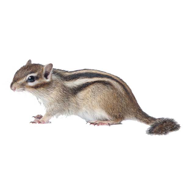 Chipmunk identification in St. Louis MO |  Blue Chip Pest Services