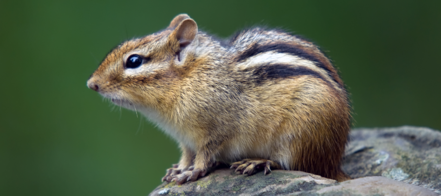 Chipmunk in St Louis MO - Blue Chip Pest Services