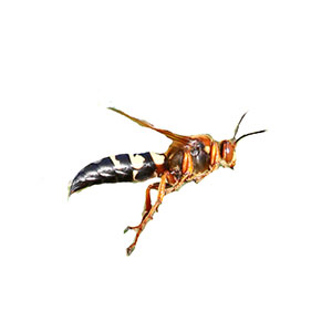Cicada Killer Wasp identification in St. Louis MO |  Blue Chip Pest Services