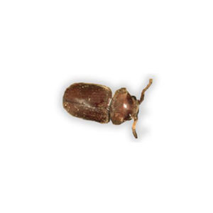 Cigarette Beetle identification in St. Louis MO |  Blue Chip Pest Services