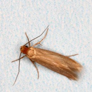 Clothes Moth identification in St. Louis MO |  Blue Chip Pest Services