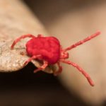Clover mite in St. Louis MO - Blue Chip Pest Services