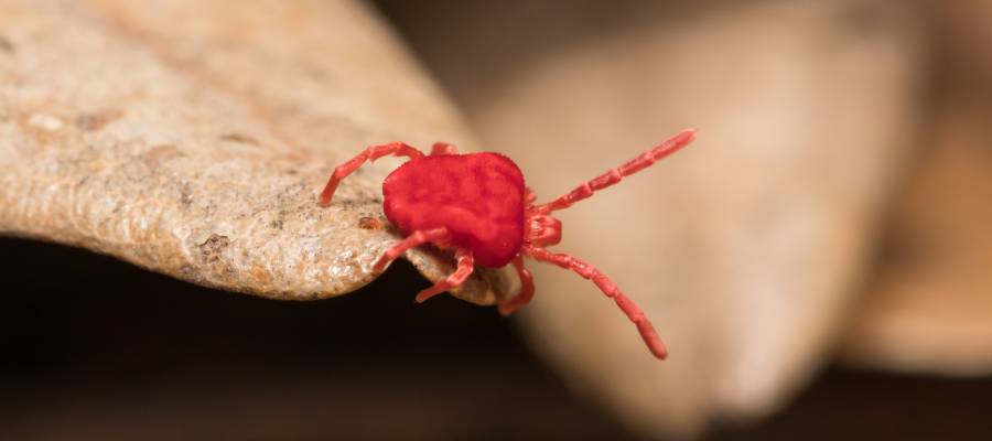 Clover mite in St. Louis MO - Blue Chip Pest Services