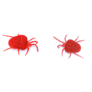 Clover Mite identification in St. Louis MO |  Blue Chip Pest Services