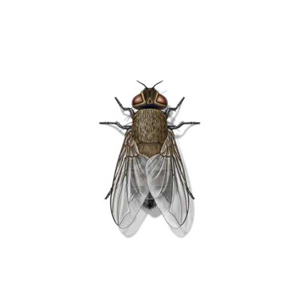 Cluster Fly identification in St. Louis MO |  Blue Chip Pest Services