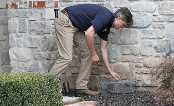 Pest Control Programs by Blue Chip Pest Services in St. Louis MO