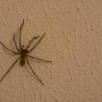 a common house spider climbs up the wall