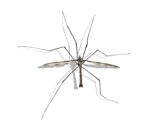 Crane Fly identification in St. Louis MO |  Blue Chip Pest Services