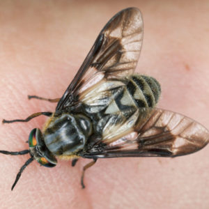 Deer Fly identification in St. Louis MO |  Blue Chip Pest Services