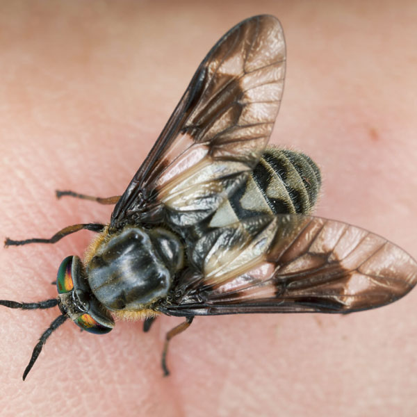 Deer Fly identification in St. Louis MO |  Blue Chip Pest Services