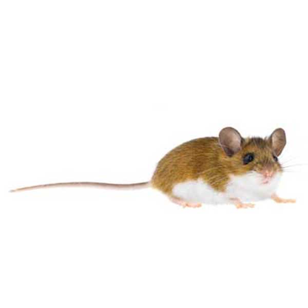 Deer Mouse identification in St. Louis MO |  Blue Chip Pest Services