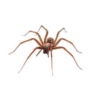 House Spider identification in St. Louis MO |  Blue Chip Pest Services