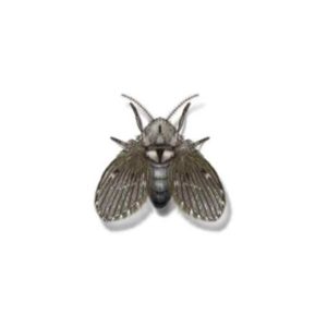 Drain Fly identification in St. Louis MO |  Blue Chip Pest Services