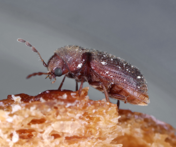 Drugstore Beetle identification in St. Louis MO |  Blue Chip Pest Services