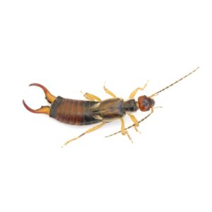 Earwig identification in St. Louis MO |  Blue Chip Pest Services