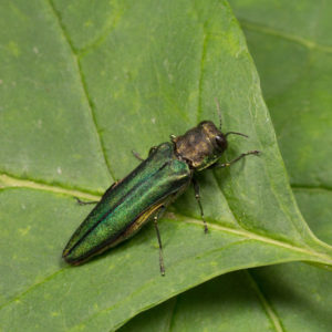 Emerald ash borer identification in St. Louis MO |  Blue Chip Pest Services