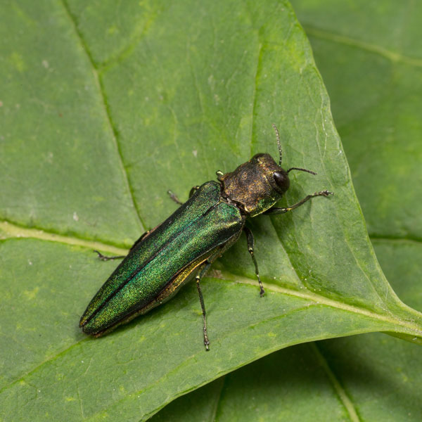 Emerald ash borer identification in St. Louis MO |  Blue Chip Pest Services