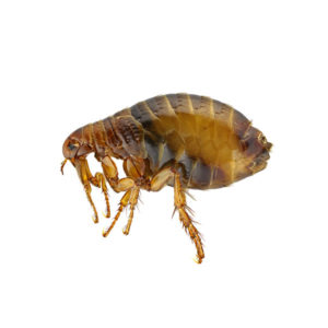 Flea identification in St. Louis MO |  Blue Chip Pest Services