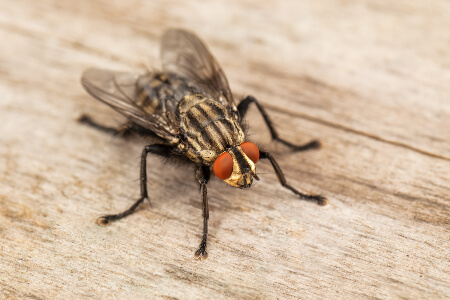 Fly Identification in St. Louis MO