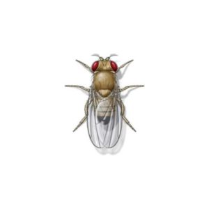 Fruit Fly identification in St. Louis MO |  Blue Chip Pest Services