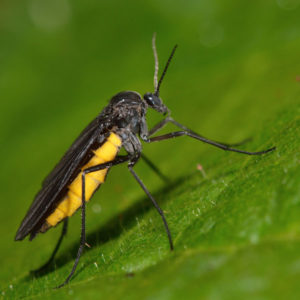 Fungus Fly identification in St. Louis MO |  Blue Chip Pest Services