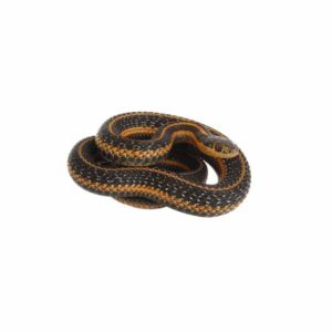 Common Garter Snake identification in St. Louis MO |  Blue Chip Pest Services