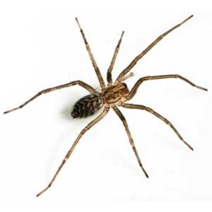 Giant House Spider identification in St. Louis MO |  Blue Chip Pest Services