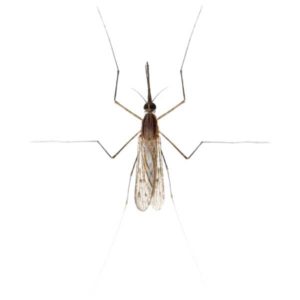 Gnat identification in St. Louis MO |  Blue Chip Pest Services