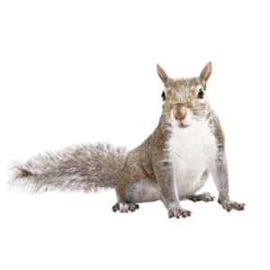 Gray Squirrel identification in St. Louis MO |  Blue Chip Pest Services