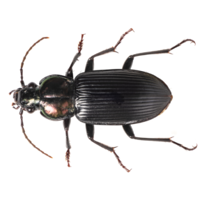 Ground Beetle identification in St. Louis MO |  Blue Chip Pest Services