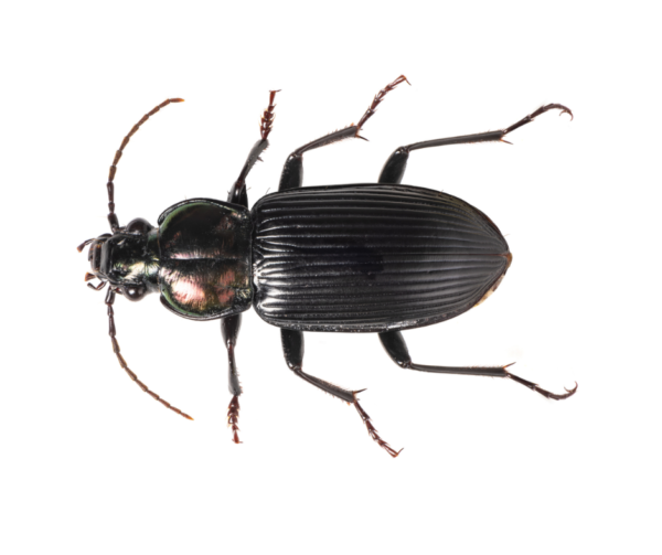 Ground Beetle identification in St. Louis MO |  Blue Chip Pest Services