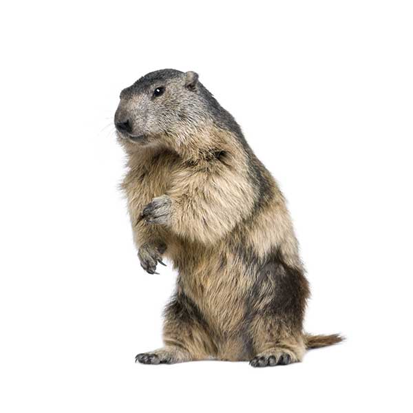 Groundhog identification in St. Louis MO |  Blue Chip Pest Services